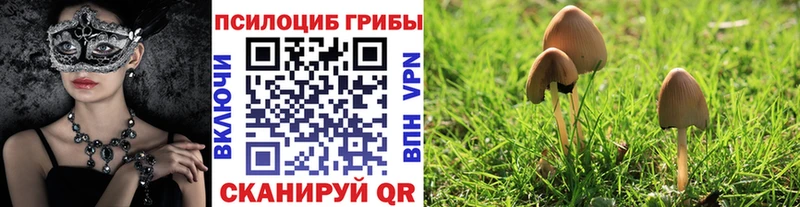 Псилоцибиновые грибы Cubensis  Купить  Ленинск 
